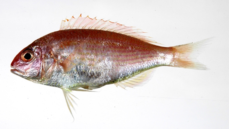日本冷凍金線魚進(jìn)口報關(guān)流程